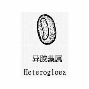 異膠藻（heterogloea）