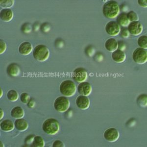 Chlorella-ds