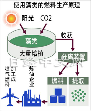 藻類航空燃油