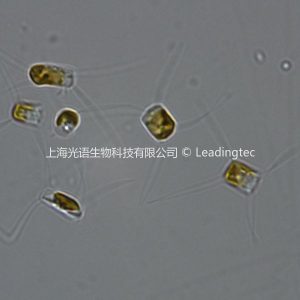 Chaetoceros curvisetus Cleve-100x