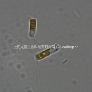 Chaetoceros debilis Cleve-100x