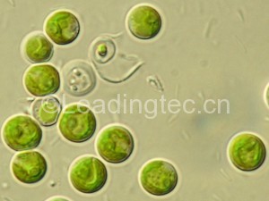 Chlorella pyrenoidosa