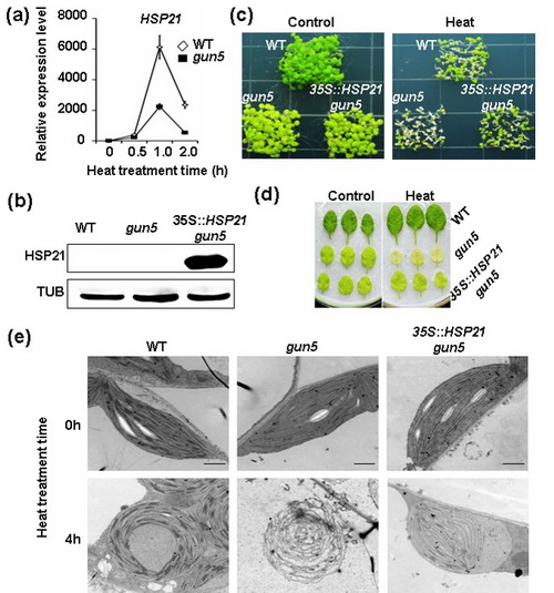 過(guò)表達(dá)HSP21顯著增強(qiáng)gun5突變體高溫抗性