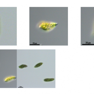 纖細(xì)裸藻(GY-D32E.gracilis)