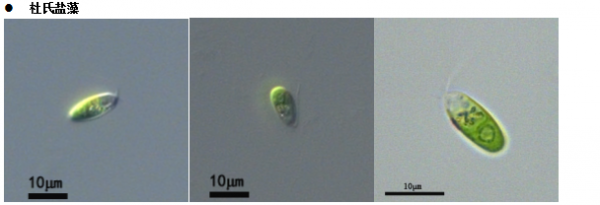 杜氏鹽藻(GY-H41 Dunaliella salina)