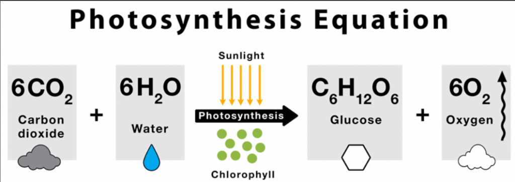 光合作用公式