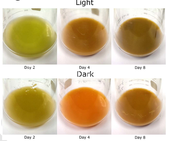 在光照及非光照情況下第2、4和8天小球藻培養(yǎng)液的顏色變化圖