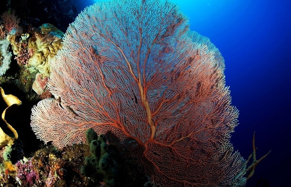 我國首個海洋生物國家重點實驗室落戶青島