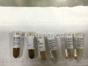 4-添加1毫升RNAlatter重懸細胞_3