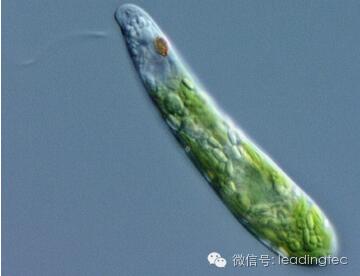 隱藻，小眼蟲，Euglena gracilis