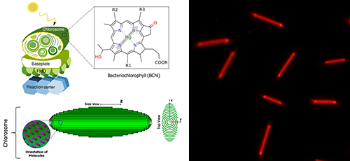 左圖為綠硫光合細(xì)菌的構(gòu)造及綠小體結(jié)構(gòu)示意圖，分子結(jié)構(gòu)為細(xì)菌葉綠素c；右圖為人工模擬分子自組裝有機(jī)納米晶體。