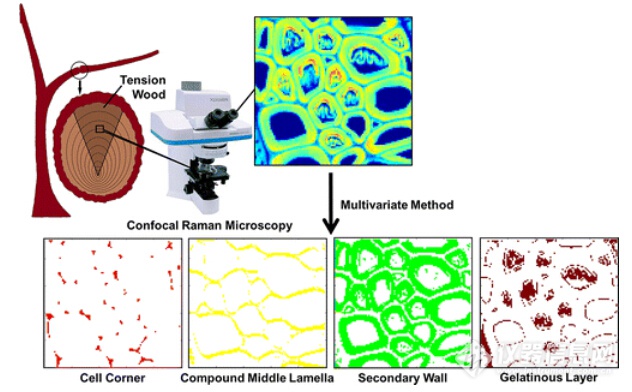 植物細(xì)胞壁拉曼光譜大數(shù)據(jù)分析取得新突破