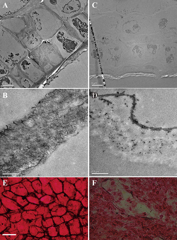 Defluviitalea phaphyphila發(fā)酵海帶后，細(xì)胞結(jié)構(gòu)的變化（ABE為發(fā)酵前的細(xì)胞壁和細(xì)胞，CDF為發(fā)酵后）