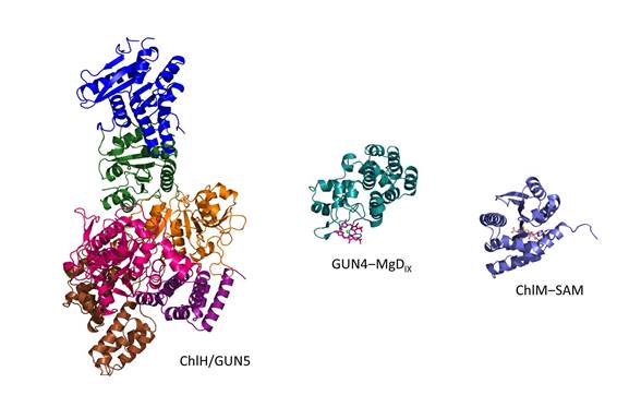 集胞藻ChlH、GUN4-鎂次卟啉、ChlM-SAM的結(jié)構(gòu)