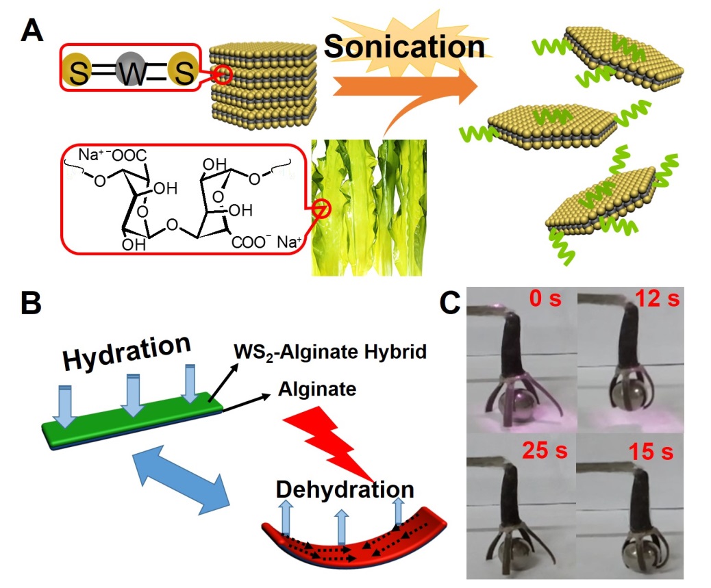 圖：（A）海藻酸鈉（SA）剝離WS2示意圖；（B）SA/WS2雜化薄膜光熱驅(qū)動(dòng)示意圖；（C）SA/WS2雜化薄膜構(gòu)筑光圖：（A）海藻酸鈉（SA）剝離WS2示意圖；（B）SA/WS2雜化薄膜光熱驅(qū)動(dòng)示意圖；（C）SA/WS2雜化薄膜構(gòu)筑光驅(qū)動(dòng)仿生抓手。驅(qū)動(dòng)仿生抓手。