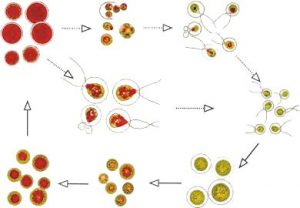 圖4. 雨生紅球藻不動孢子進(jìn)入繁殖周期的示意圖 （from algaecan.com）