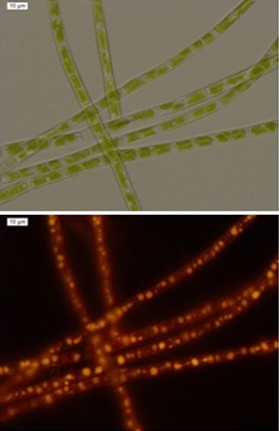 圖1：高含油的淡水黃絲藻（Tribonema）