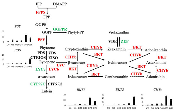 圖1.小球藻中蝦青素合成途徑中相關(guān)酶的表達情況。紅色表示表達上調(diào)的基因，綠色表示下調(diào)的基因，黑色表示不變的基因。