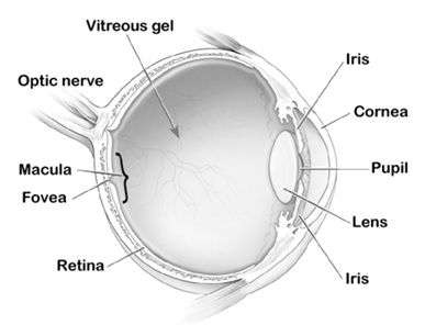 眼睛的構(gòu)造