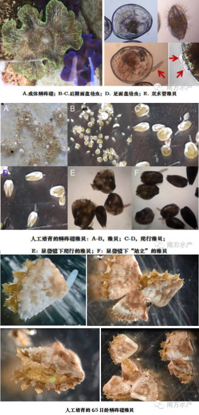 硨磲稚貝在國(guó)內(nèi)首次人工培育成功