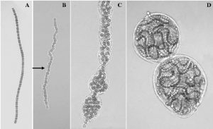 圖11.葛仙米藻絲群體發(fā)育過程；A.藻絲，B.具有鞘的絲狀體，C.非絲狀體群體和D.絲狀體群體。（引自鄧中洋博士論文，2006）
