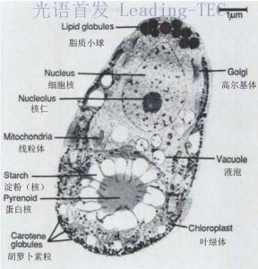 圖3.電鏡拍攝的鹽藻細胞及亞細胞結構 （By Ami Ben-Amotz & Mordhay Avron）