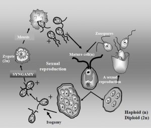 圖4. 鹽藻的生活史（繁殖方式，F(xiàn)rom Wikipedia）