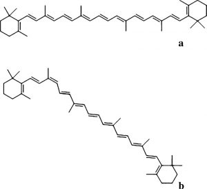 圖5.β-胡蘿卜素的兩種異構體。 a.9-cis-β-胡蘿卜素, b. all-trans-β-胡蘿卜素。 （*化學合成的β-胡蘿卜素均為全順式）