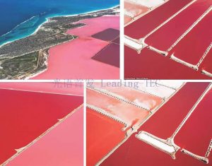 圖6.赫特瀉湖（Hutt Lagoon）作為鹽藻養(yǎng)殖場 （Betatene公司，原屬德國藥企科寧公司Cognis，現(xiàn)屬巴斯夫？） （*湖水的粉紅色其實主要是由一種嗜鹽細菌引起的，鹽藻所形成的水色主要為黃棕色）