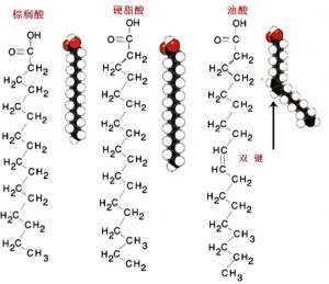 圖1.脂肪酸的化學(xué)結(jié)構(gòu)式和分子結(jié)構(gòu)示意圖