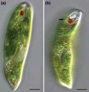 圖14. Zimba等研究所用的兩種眼蟲（左為血紅裸藻，E. Sanguinea；右為顆粒裸藻，E. Granulata，UTEX- LB2345），注意左圖的血紅裸藻并不顯示紅色。