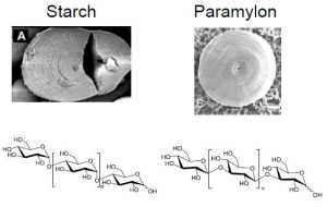 圖16.淀粉（左）與副淀粉（右）顯微結構與化學式的區(qū)別