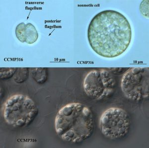 圖17.寇氏隱甲藻CCMP316株，左上圖細(xì)胞帶著鞭毛，右上圖是積累了油脂之后的形態(tài)，這個藻種是目前DHA藻油的主力生產(chǎn)藻種之一（要買這藻種找老倪）。