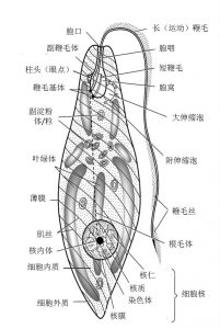 圖3.眼蟲的細胞結構示意圖