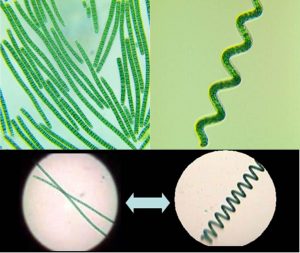 圖3.直線型與螺旋線細(xì)胞群體，（圖上左為直線型細(xì)胞株TBSM1-5，圖上右為螺旋型細(xì)胞株TBSHX-1，均引自http://algae-lab.com/，下圖引自http://www.spirulinaacademy.com/）
