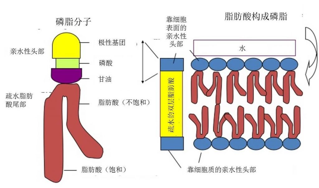 圖6.細(xì)胞膜磷脂雙分子層結(jié)構(gòu)示意圖。一個甘油、兩個脂肪酸（飽和/不飽和）和一個磷酸構(gòu)成一個磷脂分子，磷酸頭朝外，脂肪酸尾朝內(nèi)，尾尾相對組成雙層。（如果脂肪酸都是飽和的，細(xì)胞膜無法形成，如果飽和的脂肪酸少了，就跟豬油一樣凝結(jié)了！?。。。? width=