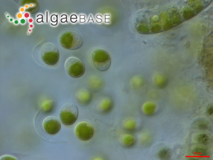 小球藻，Chlorella vulgaris Beyerinck ?(Algaebase:5688)