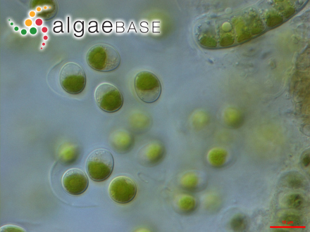 圖1.小球藻，Chlorella?vulgaris?Beyerinck （Algaebase：5688）