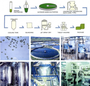 圖5.八重山的小球藻養(yǎng)殖工藝，首先進(jìn)行種子液的培養(yǎng)，然后在圓池中進(jìn)行放大培養(yǎng)，以碟片式離心機(jī)進(jìn)行濃縮，濃縮液冷卻后（抑菌）進(jìn)行短暫的加熱處理（滅菌及滅葉綠素酶酶活），進(jìn)行噴霧干燥后即可進(jìn)行壓片等后續(xù)加工。（破壁的工藝有幾種可選，如對(duì)濃漿進(jìn)行碾磨或高壓均質(zhì)，對(duì)干粉進(jìn)行氣流對(duì)撞等）