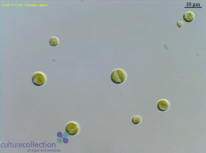 圖4.保藏于CCAP的小球藻（編號(hào)211/11B），為Beijerinck所分離的普通小球藻典型株（另見同源株UMACC 248; SAG 211-11b; UTEX 259; IAM C-207; UTCC 111）