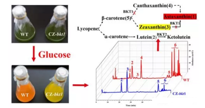 BKT1的失活使小球藻CZ-bkt1積累玉米黃素（3）、葉黃素（2）和β-胡蘿卜素（5）