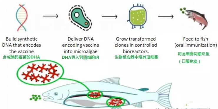 魚(yú)類口服疫苗
