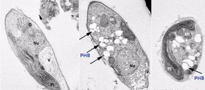 藻細(xì)胞的電鏡照（左邊圖為正常藻細(xì)胞，中間和右邊圖為產(chǎn)生PHB的藻細(xì)胞，白色顆粒即PHB）