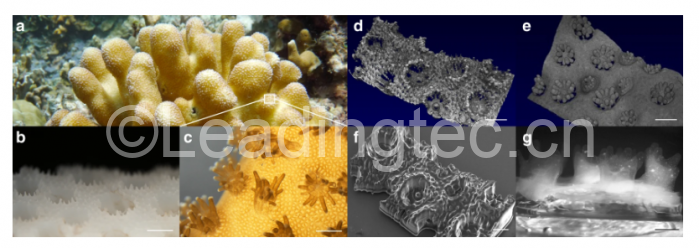 生物打印珊瑚 比天然珊瑚更有利于共生藻的生長