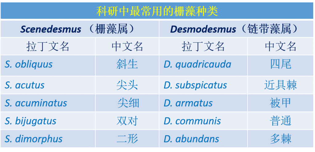 柵藻 Scenedesmus 