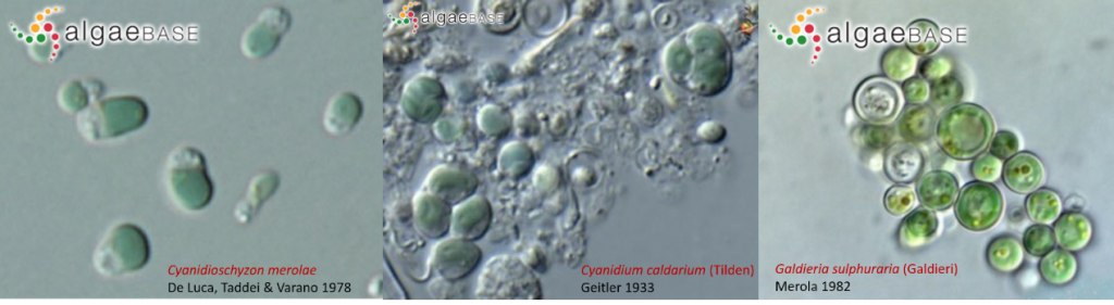 AlgaeBase中Cyanidioschyzon merolae、Cyanidium caldarium和Galdieria sulphuraria三個種的光鏡照片