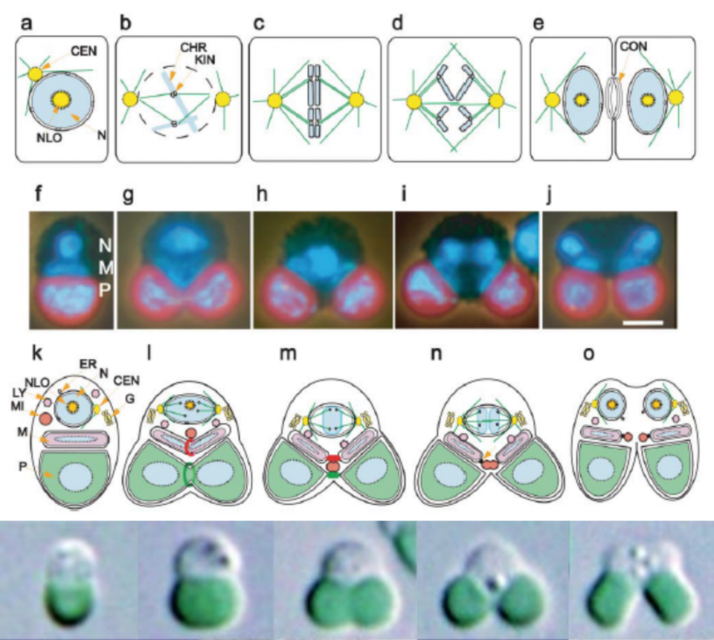 C. merolae細(xì)胞分裂過程圖解（Misumi et al., 2005；Miyagishima & Tanaka，2021）