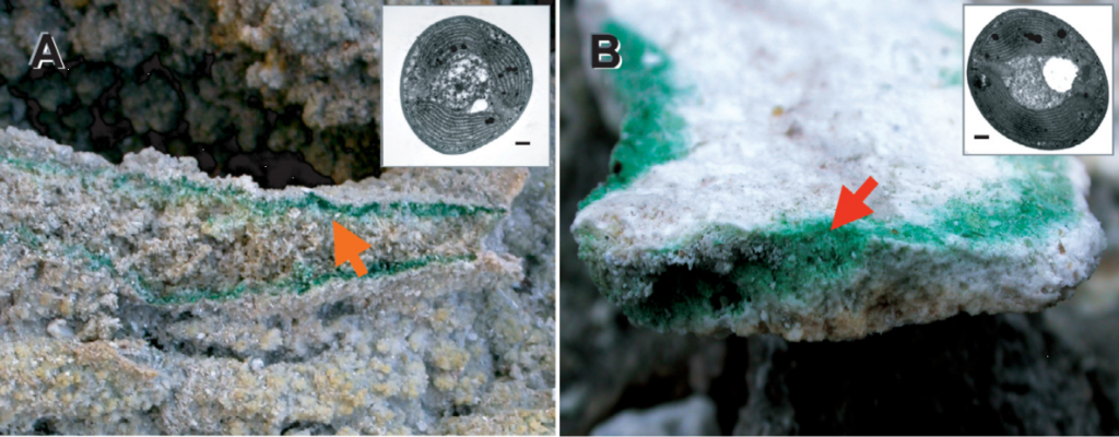 (A) 意大利托斯卡納Larderello的巖石內(nèi)和(B)那不勒斯Pisciarelli的青綠藻。箭頭表示在這些地點的巖石內(nèi)部繁盛的青綠藻生物群落。右上角電鏡圖像分別顯示了兩種Galdieria的細(xì)胞結(jié)構(gòu)，比例尺= 1 μm。（Yoon et al., 2006）