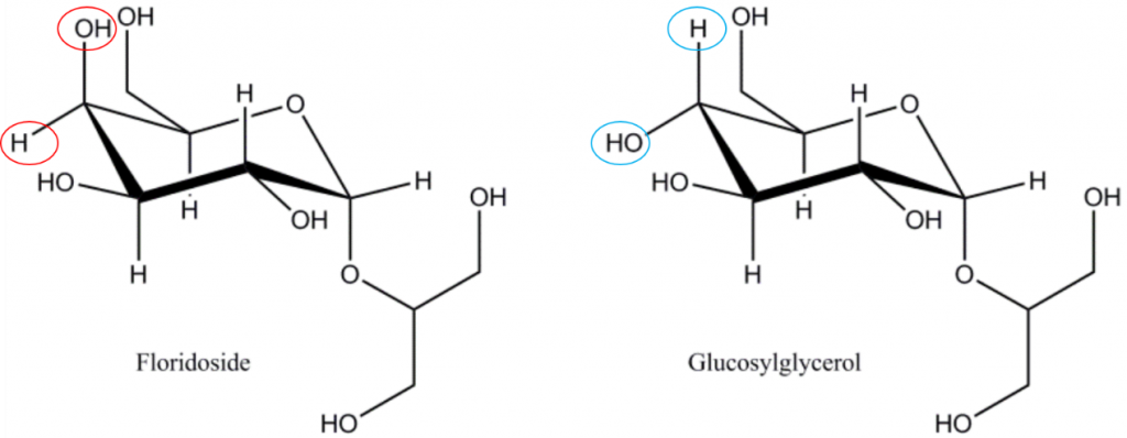 佛羅里達(dá)苷/甘油半乳糖苷（2-O-α-D-galactopyranosylglycerol）和甘油葡萄糖苷（2-O-α-D-glucopyranosylglycerol），注意佛羅里達(dá)苷與甘油葡萄糖苷在分子構(gòu)象上的差異，佛羅里達(dá)苷是紅藻光合作用的主要產(chǎn)物，佛羅里達(dá)苷是紅藻為動態(tài)碳庫，在同化為多糖分子（淀粉/糖原/細(xì)胞壁多糖）之前被暫時存儲。