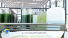 電廠如何用微藻固碳？